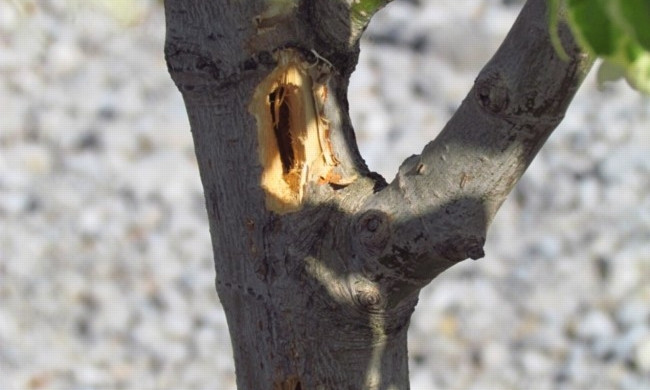 Вандалы массово испортили деревья на запорожском курорте (ФОТО)