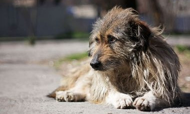 На рынке Запорожья массово отравили собак