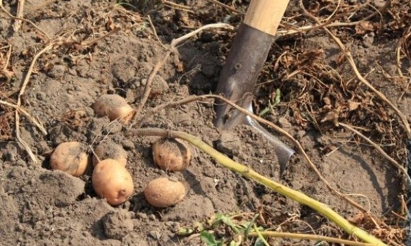 У жителей Запорожской области с огородов воруют картошку