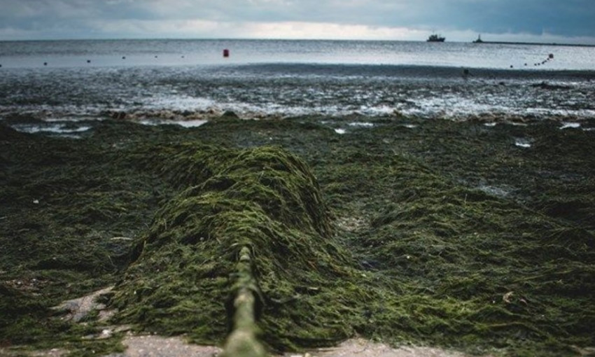 В сети показали "зеленые" пляжи Бердянска после шторма (ФОТО)