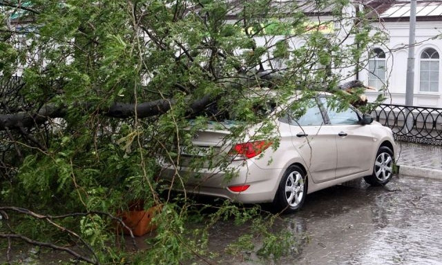 В одном из дворов города упавшее дерево сильно повредило автомобиль (ФОТО)
