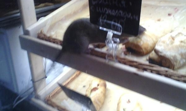 Житель Запорожья в круассанах с вишней и шоколадом нашёл крысу (ФОТО)