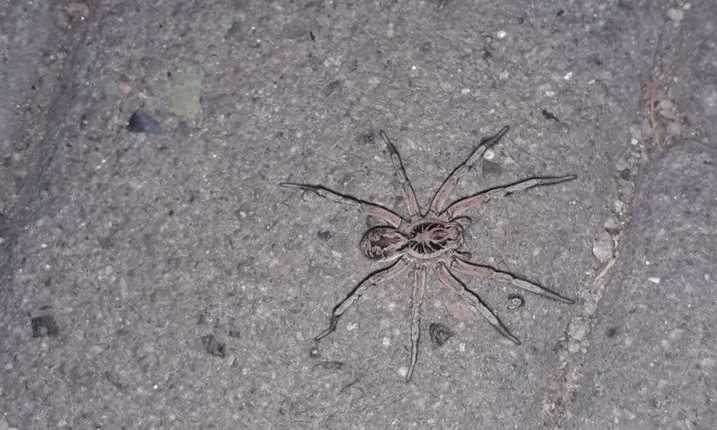 В Запорожье на улице заметили тарантула (ФОТО)