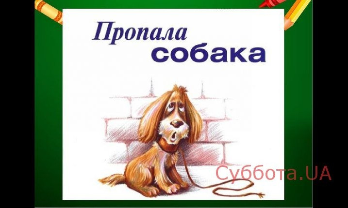 В Запорожье потерялся породистый щенок (ФОТО)