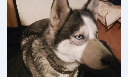 В Запорожье найдена собака с клеймом и родословной (ФОТО)