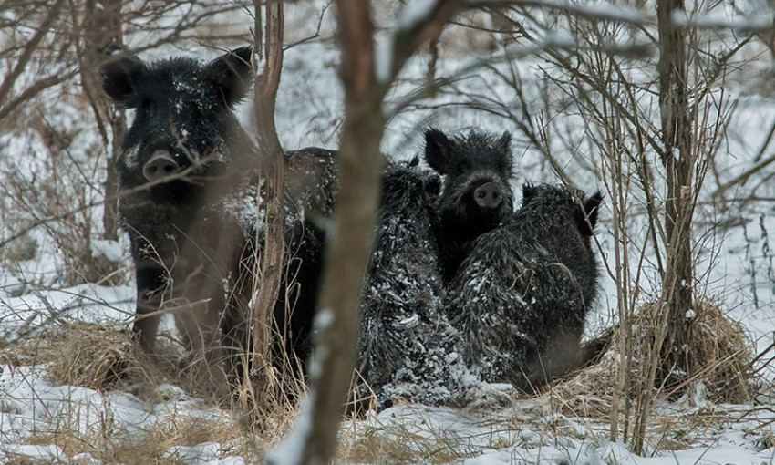 Запорожский фотограф-натуралист показал, как живут дикие звери на Хортице (ФОТО)