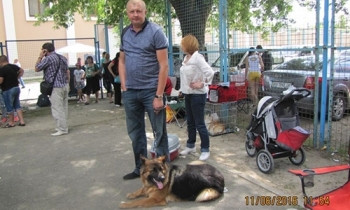 Мелитополь оккупировали собаки