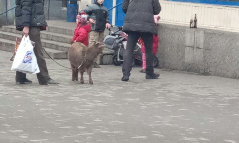 В Запорожье по улице выгуливали странное животное (ФОТО)