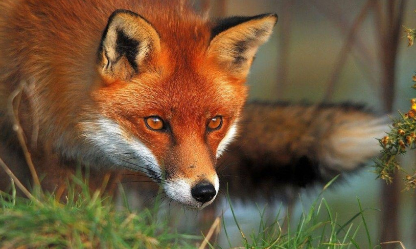 В Запорожской области свирепствует опасная лиса