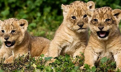 Чудные малыши: В Бердянском зоопарке показали подросших львят (ФОТО)