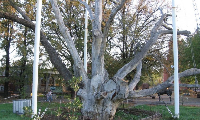 Запорожцам показали 700-летний дуб с высоты