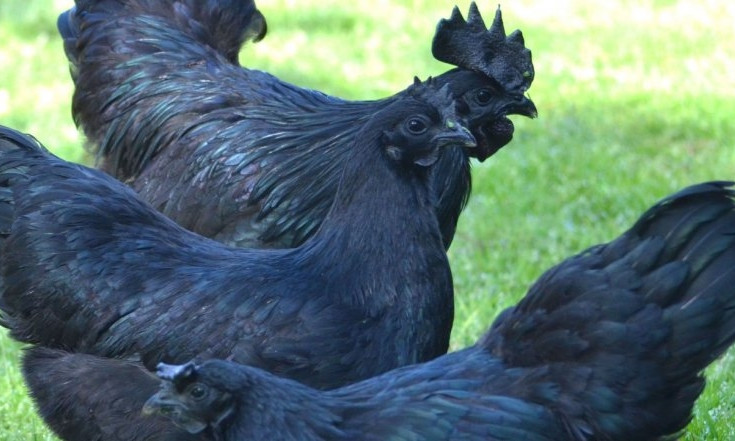 Удивительная птица: Фермер из Запорожской области выращивает черных и голубых кур (ФОТО)
