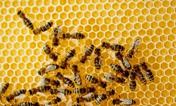 На запорожца на Малом рынке напали пчелы