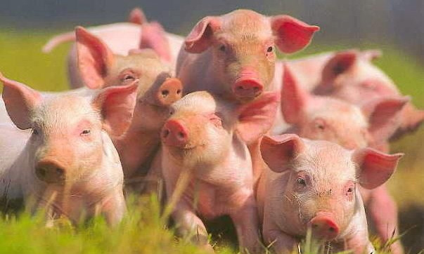 На Запорожье надвигается африканская чума свиней