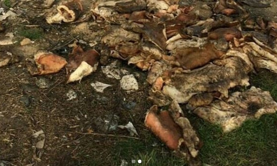 В Запорожской области в лесополосе обнаружили отвратительную находку (ВИДЕО)