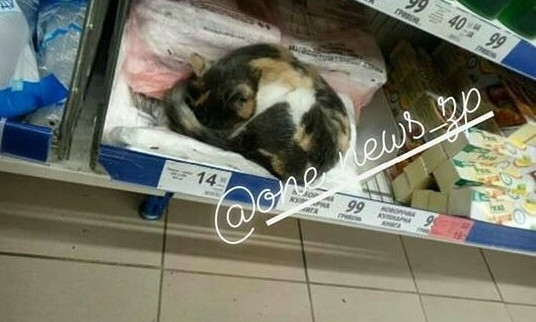 Курьезы: В Запорожском супермаркете на полочке с товаром отдыхал котик (ФОТО)