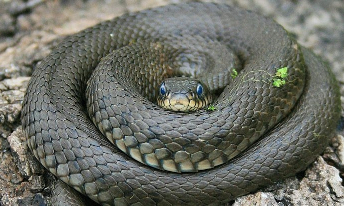 Запорожская зоозащитница пыталась спасти змею (ФОТО)
