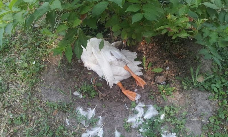 В Запорожье в "Дубовой роще" убили двух птиц