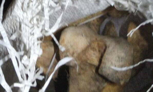 В доме культуры под Запорожьем обнаружены 3 мешка с останками человека (ФОТО)