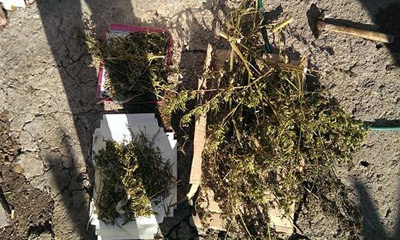 В Запорожской области у иностранца изъяли 10 кг марихуаны