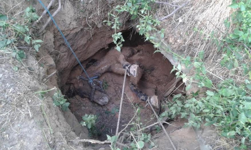 В сети появились фото спасения лошади, которая упала в двухметровую яму