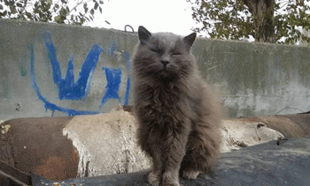 В Мелитополе красивого кота вышвырнули на улицу, потому что завели собаку (ФОТО)