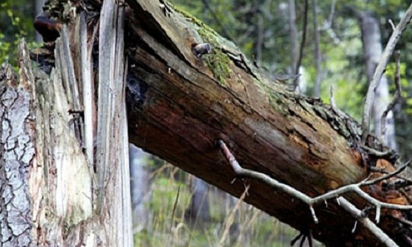 Упавшее из-за непогоды дерево сломало запорожанке позвоночник