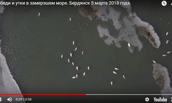 Птицы во льду Азовского моря: В сети показали уникальное видео