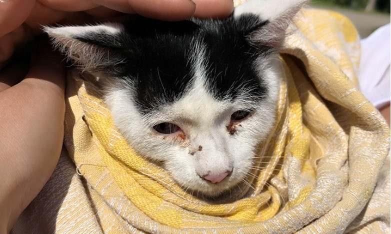 В Запорожье спасали котенка, который чуть живой сидел на дереве (ФОТО)
