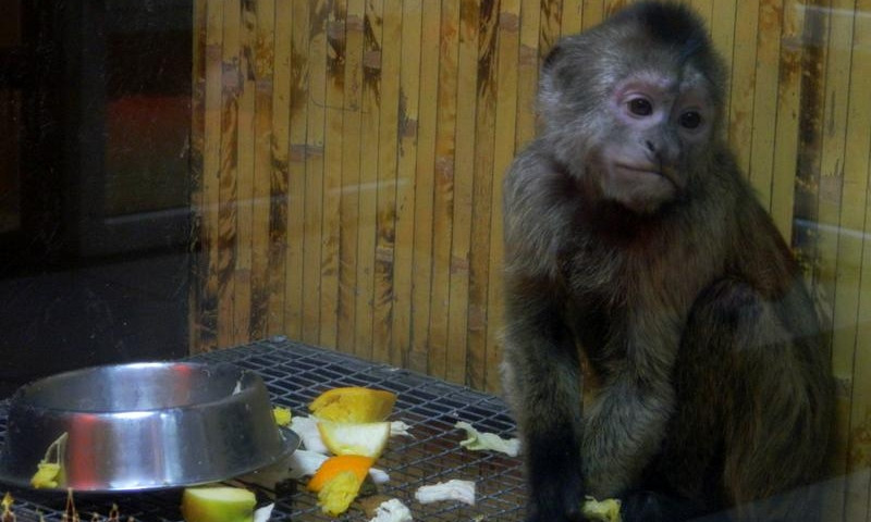 Появились фото с выставки карликовых обезьян в Запорожье