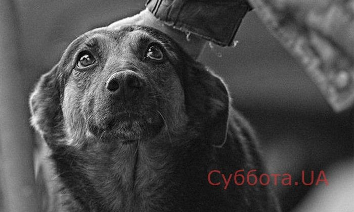 Запорожцев просят спасти собаку, которая живет возле мусоропровода (ФОТО)