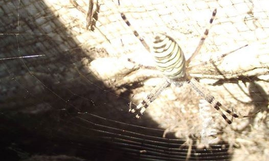 Последствия жары: Запорожцев предупреждают об активизации ядовитых пауков (ФОТО)
