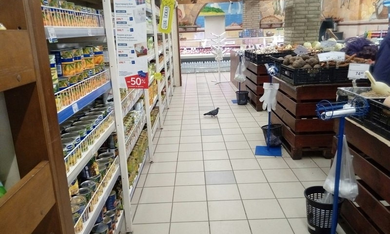 Смотрите: голубь посетил запорожский супермаркет