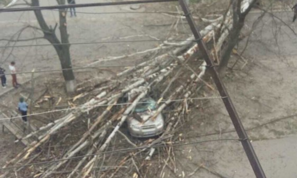 В Запорожской области на иномарку упал огромный тополь