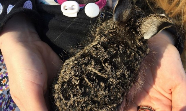 Защитница животных из Запорожья выхаживает двухдневного зайчонка (ФОТО)