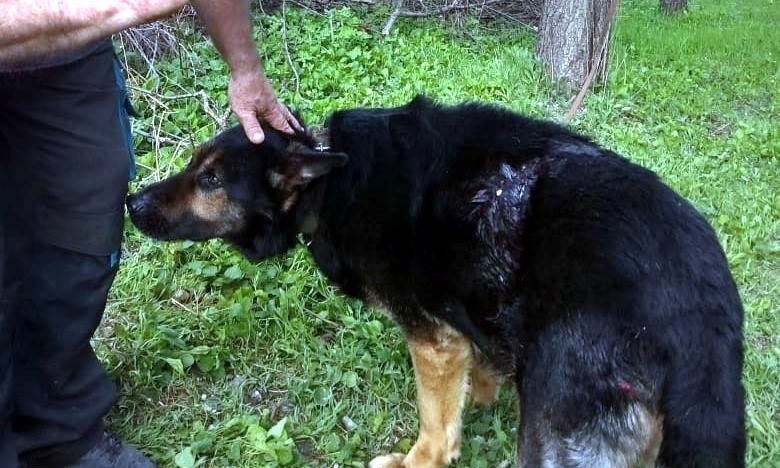 В Запорожье хозяин жестоко избил пса и выгнал с кровавой раной на улицу за царапину на машине (ФОТО)