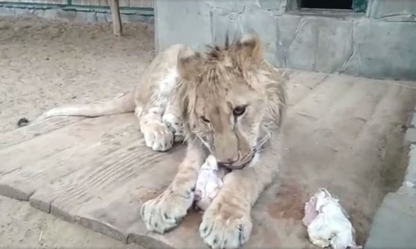 В бердянском зоопарке лев отпраздновал свой первый день рождения