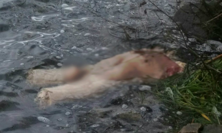 В сети появились фото выловленного в реке трупа