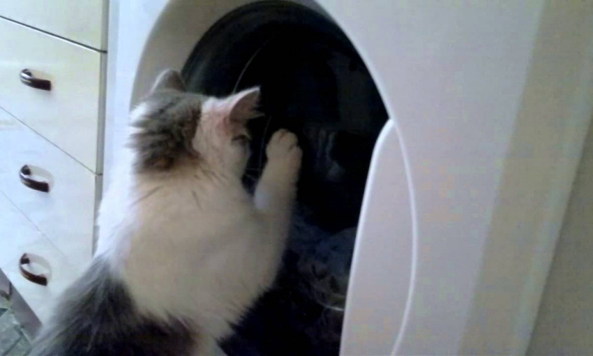 Запорожанка "постирала" кошку в стиральной машинке