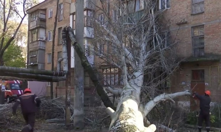 Последствия стихии: тополь упал на жилой дом (ФОТО)