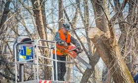 В Александровском районе избавляются от аварийных деревьев