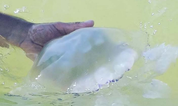 В популярной Кирилловке появились огромные черноморские медузы (ФОТО)