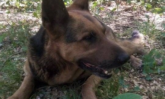 В Запорожье просят помощи псу, которому дважды сломали позвоночник (ФОТО)