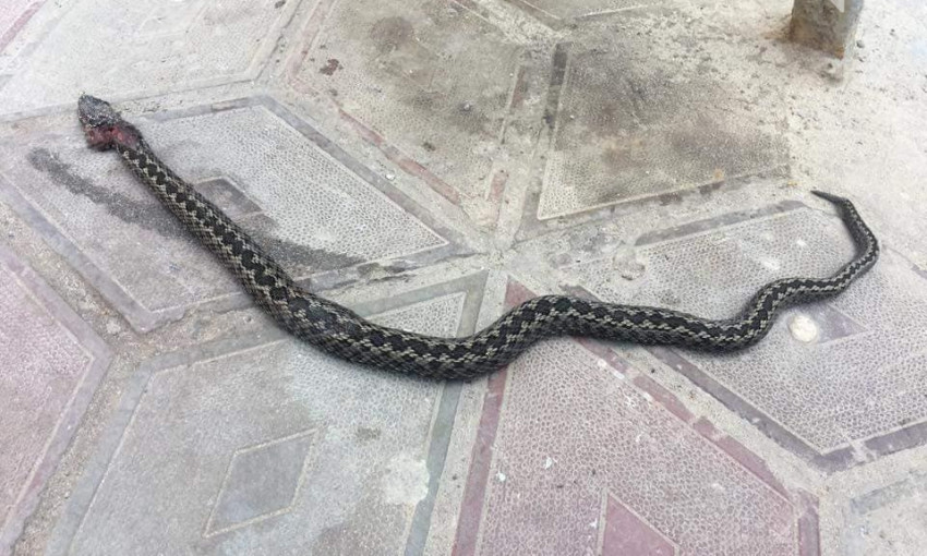 Запорожцев напугала змея на пороге больницы (ФОТО)