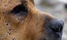 На дамбе в Запорожье неизвестные привязали собаку и бросили (ФОТО)