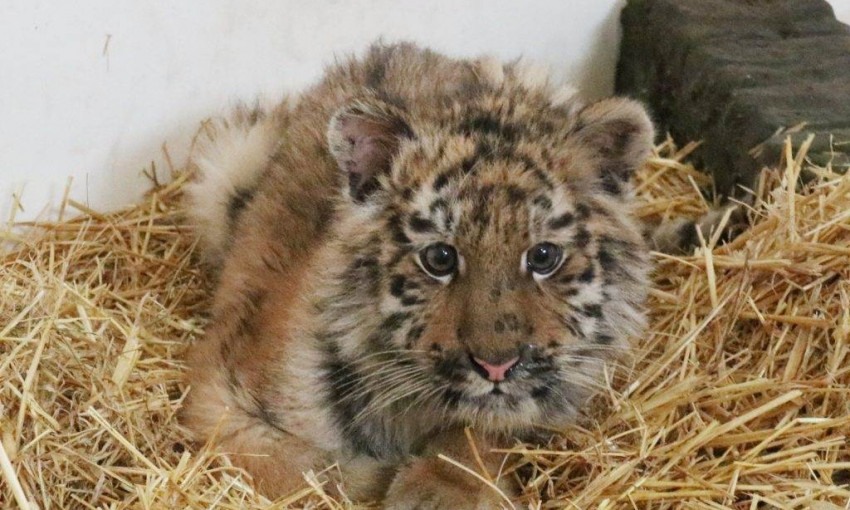 В сети появились фото новорожденного тигренка