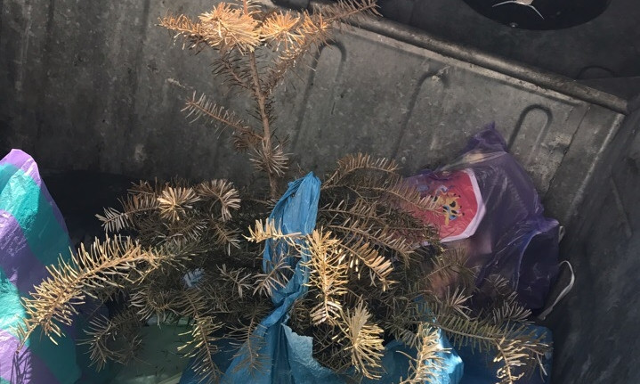 Фотофакт: Запорожцы выбросили новогоднюю елку 24 августа