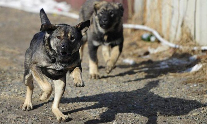 В Запорожской области горожане готовы уничтожить стаю собак, напавших на человека