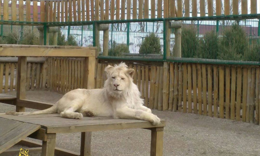 В сети появились фото уникального запорожского белого льва
