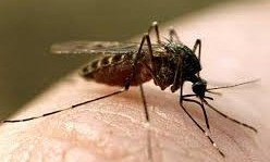 Уже 9 человек в Запорожской области, заразились болезнью от комаров (КАК НЕ ЗАБОЛЕТЬ)